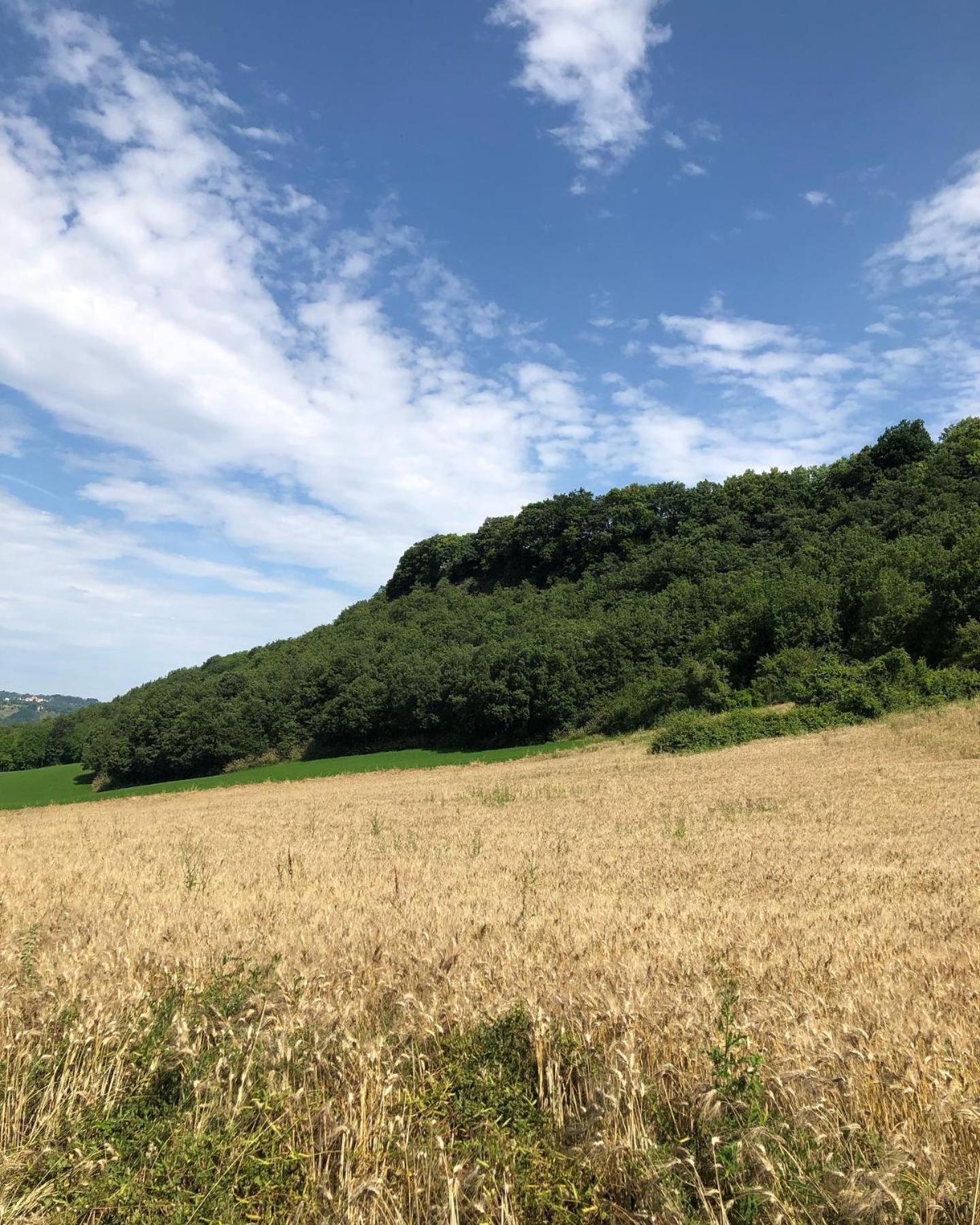 Agriturismo L'Esinante Cupramontana Esterno foto